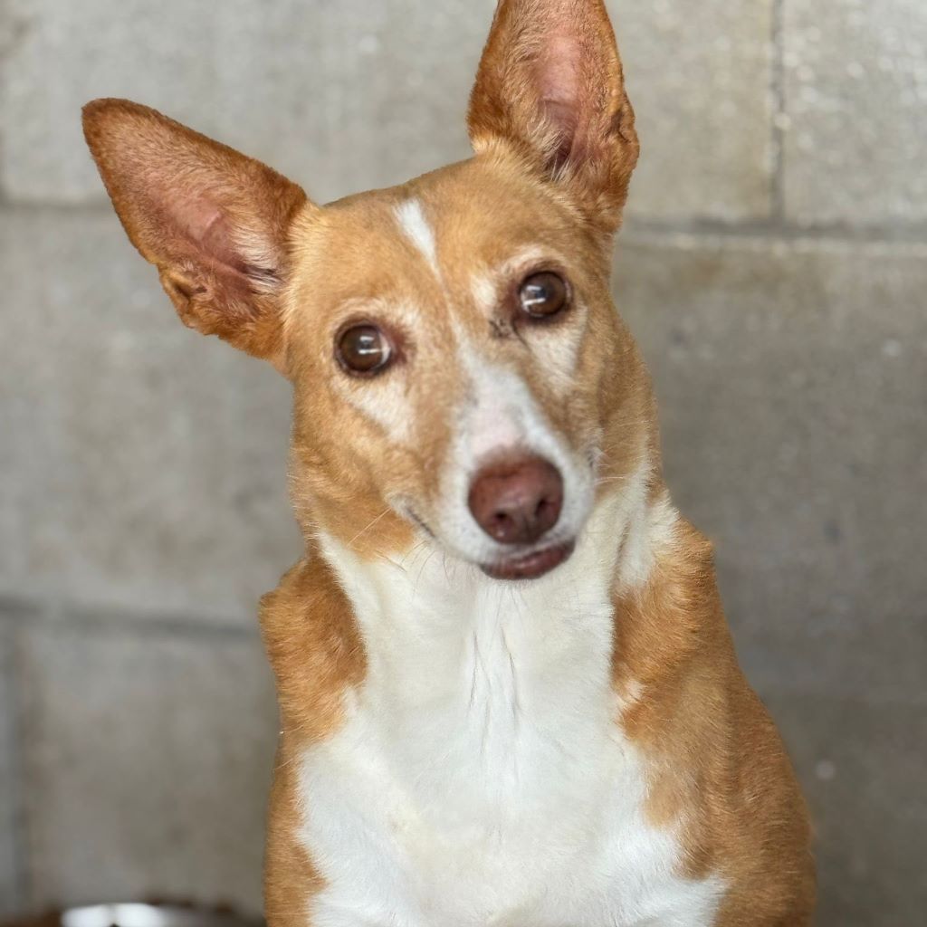 Podenco Cuqui, 10/2018, ca. 40 cm