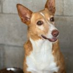 Podenco Cuqui, 10/2018, ca. 40 cm