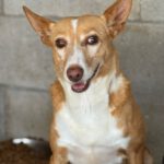 Podenco Cuqui, 10/2018, ca. 40 cm