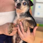 Chihuahua Currito, 08/2013, ca. 25 cm