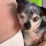 Chihuahua Currito, 08/2013, ca. 25 cm