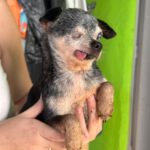Chihuahua Currito, 08/2013, ca. 25 cm