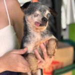 Chihuahua Currito, 08/2013, ca. 25 cm