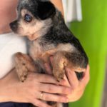 Chihuahua Currito, 08/2013, ca. 25 cm