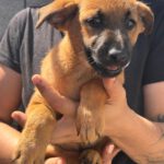 Malinois Mischling Daisy, 05/2025, Endgröße ca. 50- 60 cm