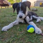 Wasserhund Mischling Damas, 04/2025, Endgröße ca. 50 cm,17375 Meiersberg