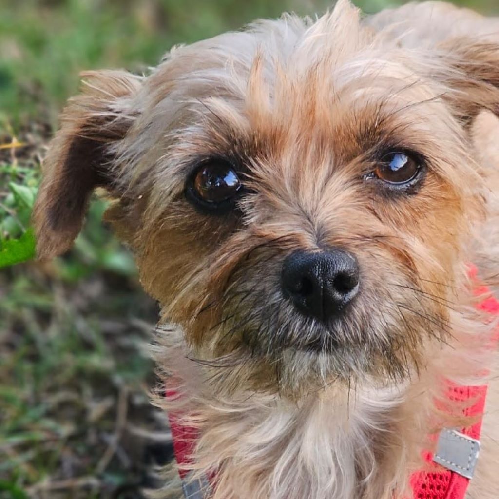 Yorkshire Terrier Mischling Didi, 06/2023, ca. 24 cm, 73272 Neidlingen