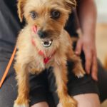 Yorkshire Terrier Mischling Didi, 06/2023, ca. 24 cm, 73272 Neidlingen