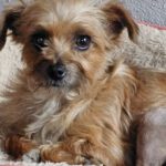 Yorkshire Terrier Mischling Didi, 06/2023, ca. 24 cm, 73272 Neidlingen