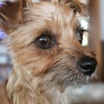 Yorkshire Terrier Mischling Didi, 06/2023, ca. 24 cm, 73272 Neidlingen