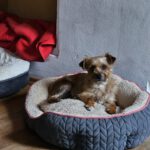 Yorkshire Terrier Mischling Didi, 06/2023, ca. 24 cm, 73272 Neidlingen