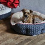 Yorkshire Terrier Mischling Didi, 06/2023, ca. 24 cm, 73272 Neidlingen