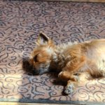 Yorkshire Terrier Mischling Didi, 06/2023, ca. 24 cm, 73272 Neidlingen