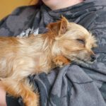 Yorkshire Terrier Mischling Didi, 06/2023, ca. 24 cm, 73272 Neidlingen