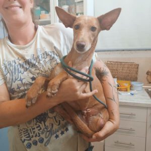 Podenco Dina, 12/2022, ca. 40 cm