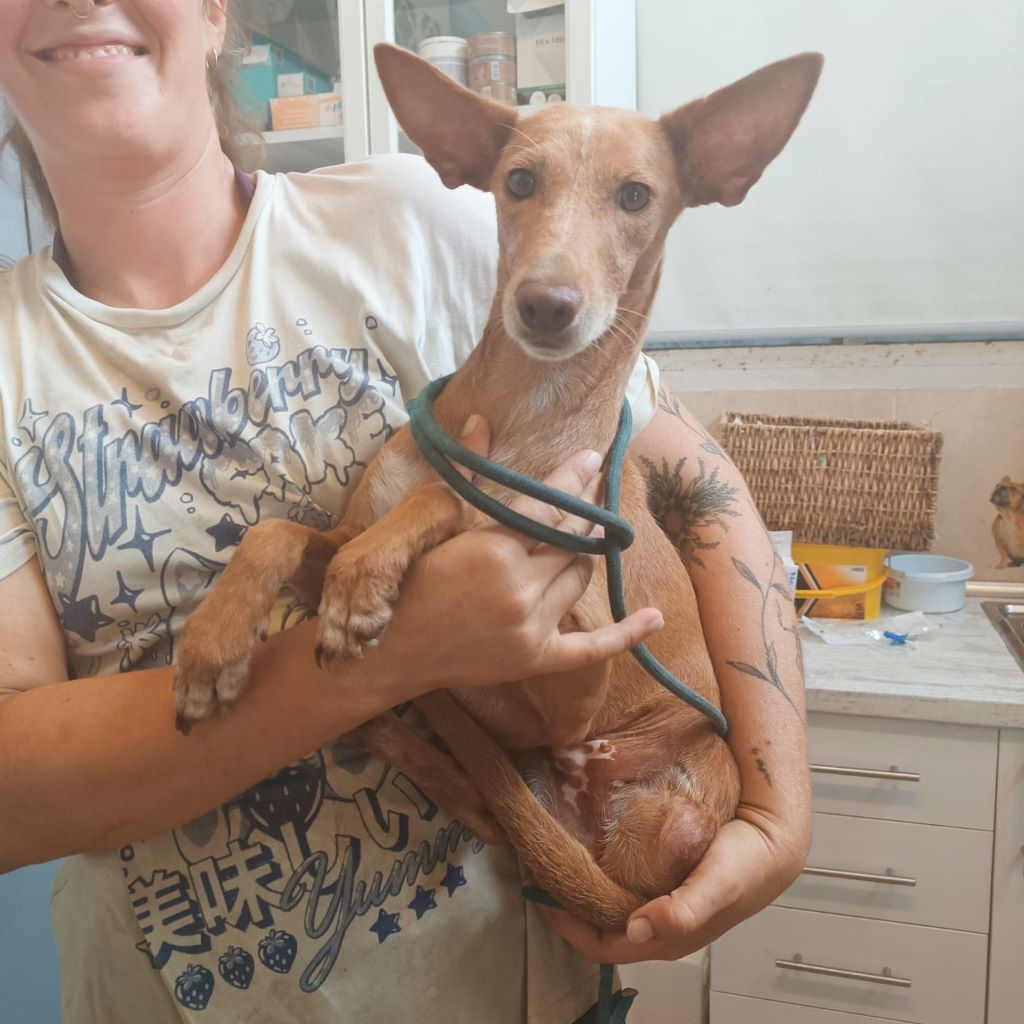 Podenco Dina, 12/2022, ca. 40 cm
