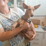 Podenco Dina, 12/2022, ca. 40 cm