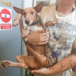 Podenco Dina, 12/2022, ca. 40 cm