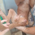 Podenco Dina, 12/2022, ca. 40 cm