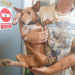 Podenco Dina, 12/2022, ca. 40 cm