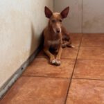 Podenco Dina, 12/2022, ca. 40 cm