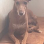 Podenco Dina, 12/2022, ca. 40 cm