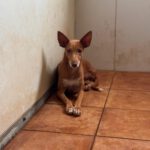 Podenco Dina, 12/2022, ca. 40 cm