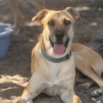 Malinois Mischling Dominica, 04/2024, ca. 60 cm