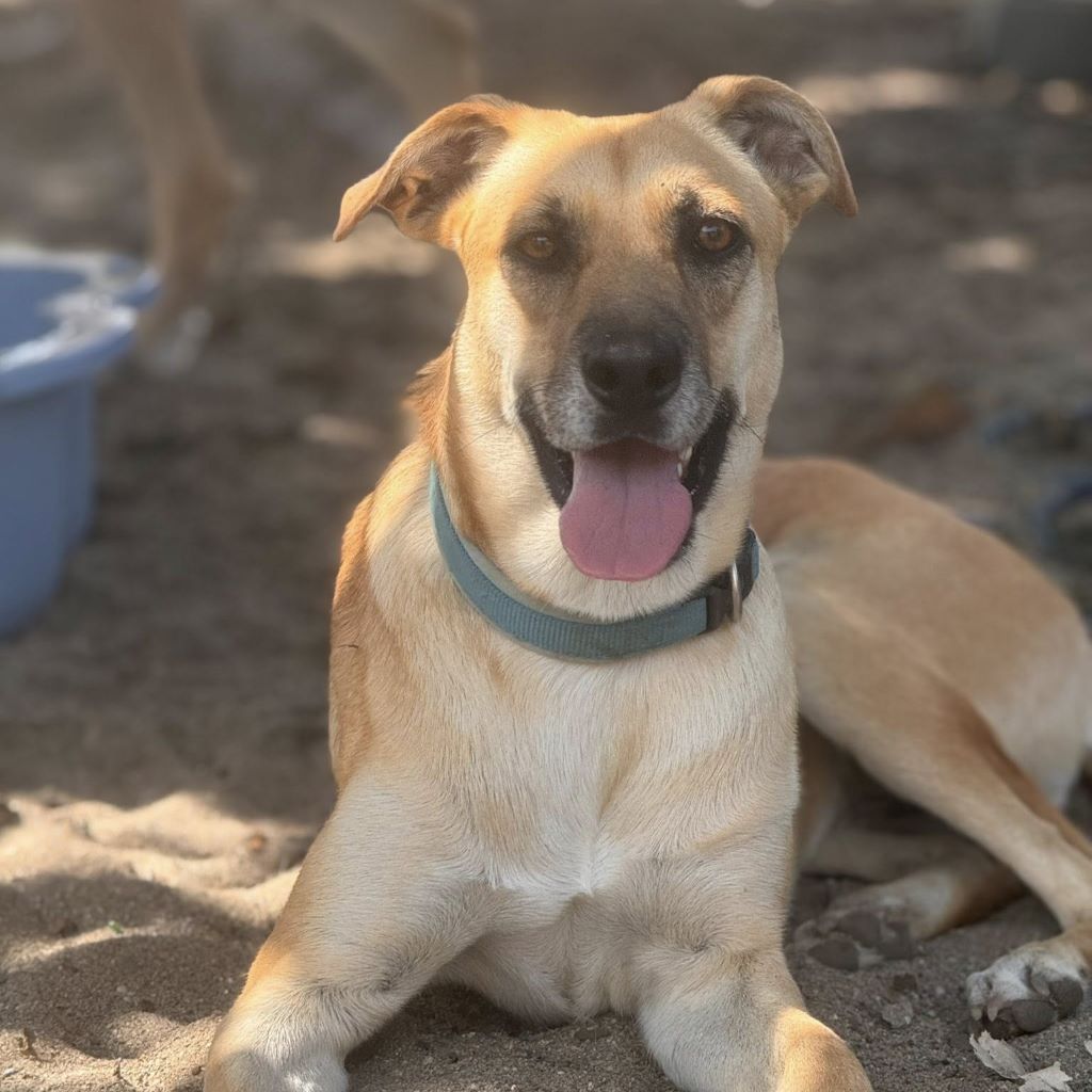 Malinois Mischling Dominica, 04/2024, ca. 60 cm