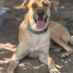 Malinois Mischling Dominica, 04/2024, ca. 60 cm