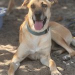 Malinois Mischling Dominica, 04/2024, ca. 60 cm