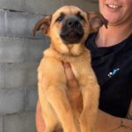 Malinois Mischling Donald, 05/2025, Endgröße ca. 55- 65 cm