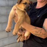 Malinois Mischling Donald, 05/2025, Endgröße ca. 55- 65 cm