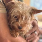Yorkshire Terrier Dougie, 01/2021, ca. 35 cm