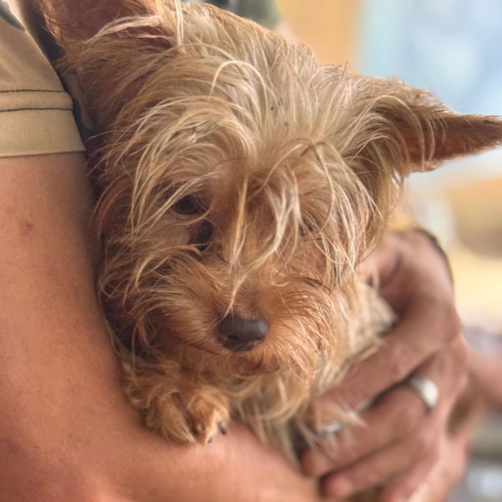 Yorkshire Terrier Dougie, 01/2021, ca. 35 cm