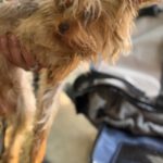 Yorkshire Terrier Dougie, 01/2021, ca. 35 cm
