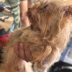 Yorkshire Terrier Dougie, 01/2021, ca. 35 cm