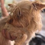 Yorkshire Terrier Dougie, 01/2021, ca. 35 cm