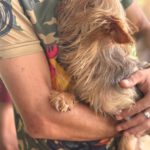 Yorkshire Terrier Dougie, 01/2021, ca. 35 cm