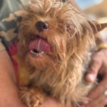 Yorkshire Terrier Dougie, 01/2021, ca. 35 cm