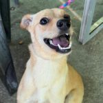 Podenco Elena, 03/2024, ca. 45 cm