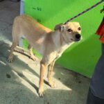 Podenco Elena, 03/2024, ca. 45 cm