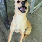 Podenco Elena, 03/2024, ca. 45 cm