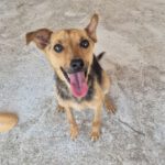 Pinscher Mischling Elsa, 08/2023, ca. 35 cm