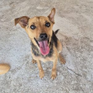 Pinscher Mischling Elsa, 08/2023, ca. 35 cm