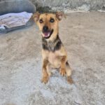 Pinscher Mischling Elsa, 08/2023, ca. 35 cm