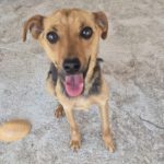 Pinscher Mischling Elsa, 08/2023, ca. 35 cm