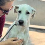 Doggen Mischling Eminem, 04/2025, Endgröße ca. 70 cm