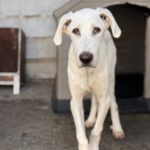 Doggen Mischling Eminem, 04/2025, Endgröße ca. 70 cm