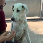 Doggen Mischling Eminem, 04/2025, Endgröße ca. 70 cm